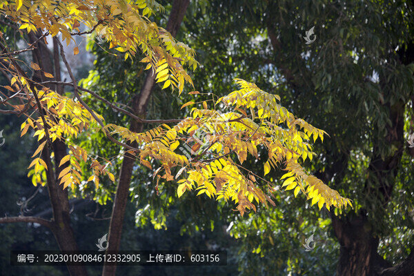 欒樹(shù)