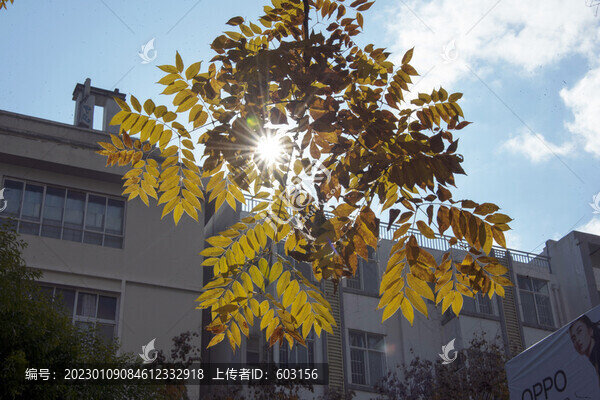 欒樹