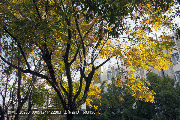 欒樹