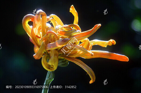 菊花