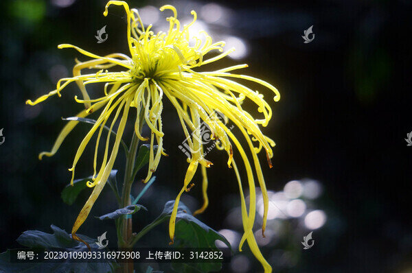 菊花