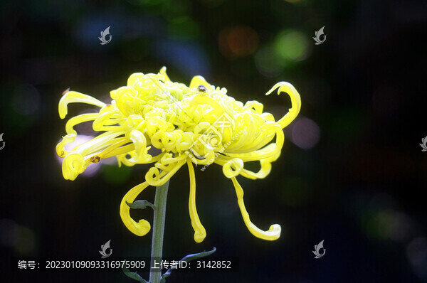 菊花