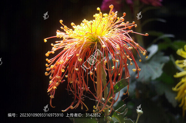 菊花