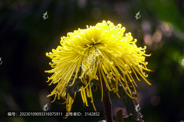 菊花