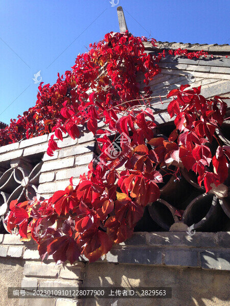 紅葉