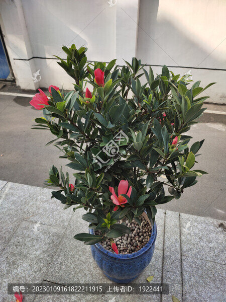 茶花盆景