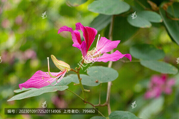 紫荊花