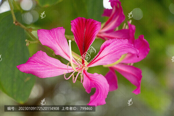 紫荊花