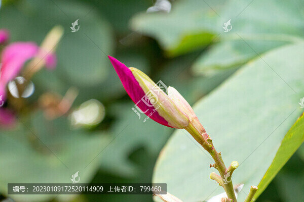紫荊花