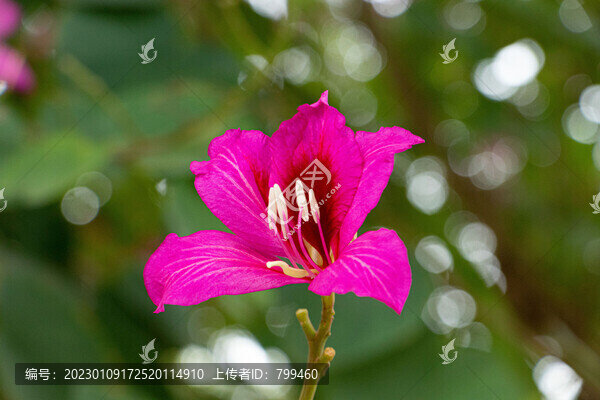 紫荊花