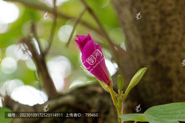 紫荊花