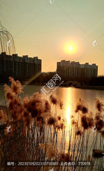 蘆葦夕陽