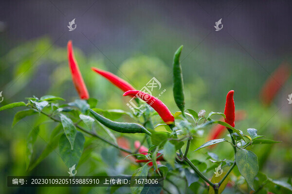 辣椒