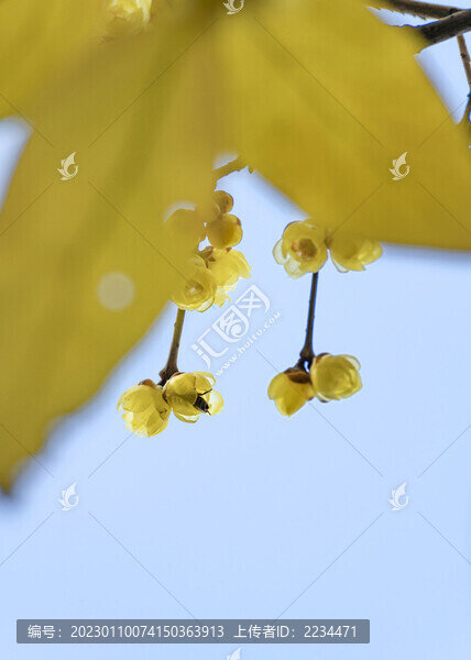 臘梅
