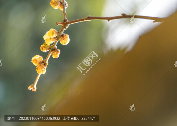 臘梅