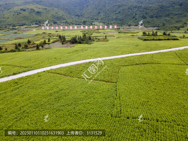 川牛膝基地