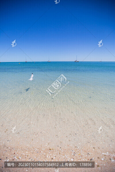 海鷗
