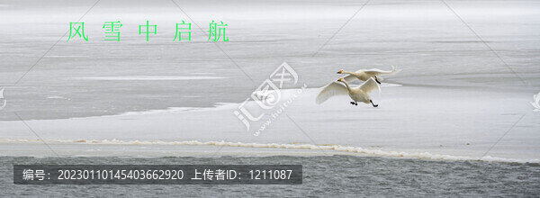 天鵝