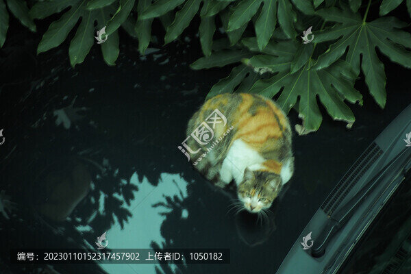 車引擎蓋上睡覺(jué)的貓