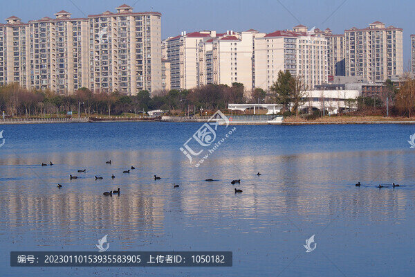 白冠雞