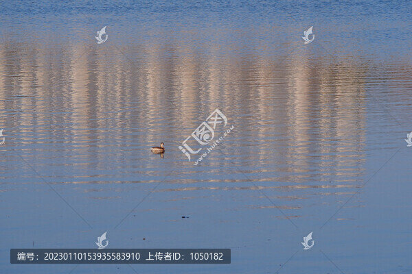 城市生態(tài)白冠雞