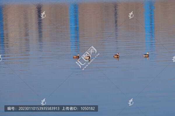 城市生態(tài)白冠雞