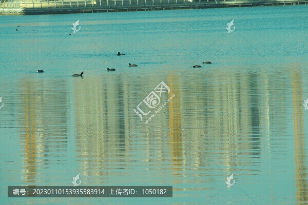 城市生態(tài)白冠雞