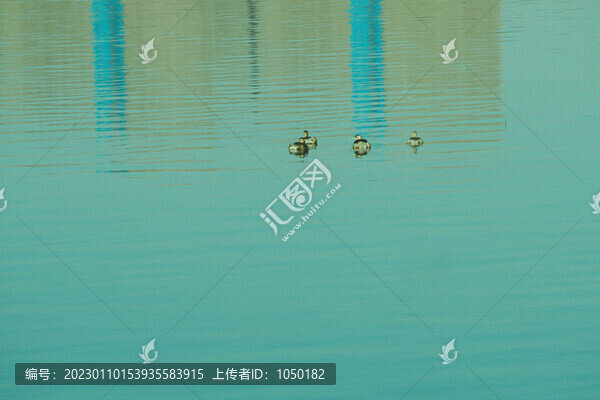 城市生態(tài)白冠雞