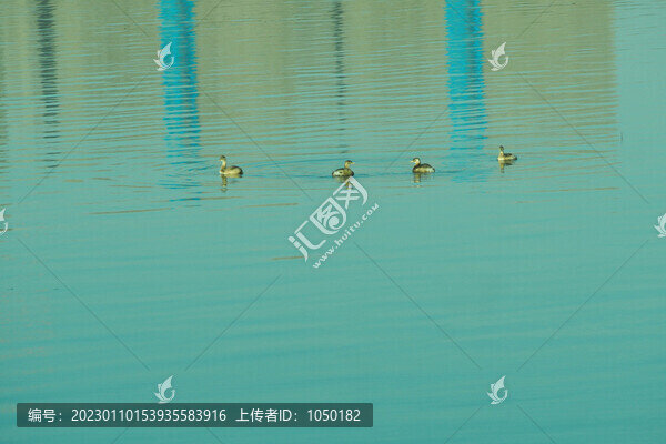 城市生態(tài)白冠雞
