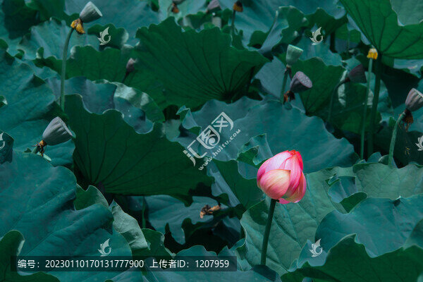 荷花