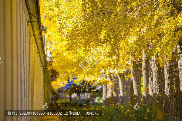 秋景