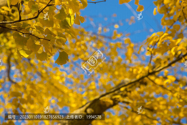 秋景