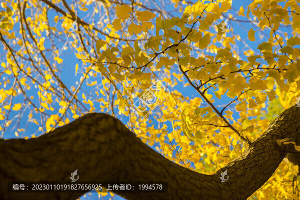 秋景