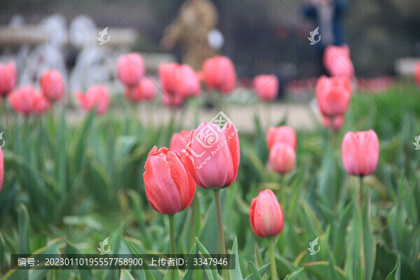 湖南省植物園鮮花景色