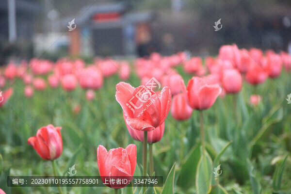 湖南省植物園鮮花景色