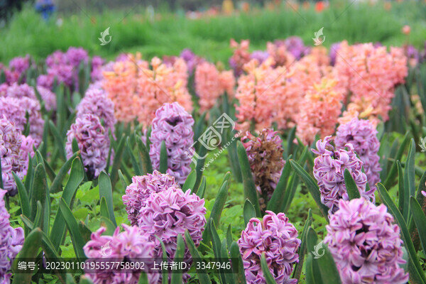 湖南省植物園鮮花景色