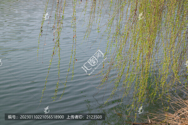 湖邊發(fā)芽的柳條