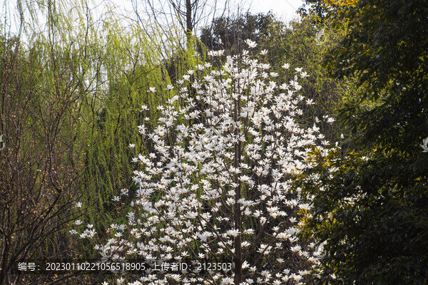 滿樹(shù)玉蘭花盛開(kāi)