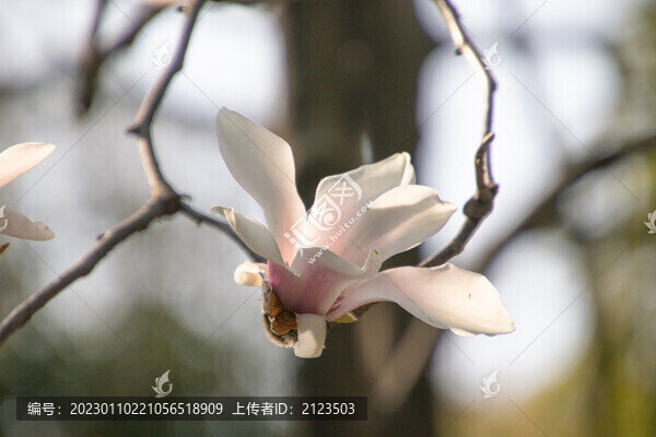 藍天下的玉蘭花