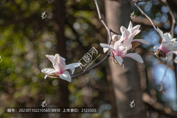 藍(lán)天下的玉蘭花