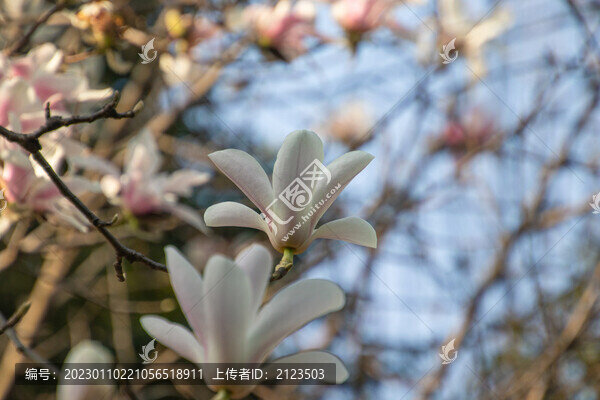 藍(lán)天下的玉蘭花