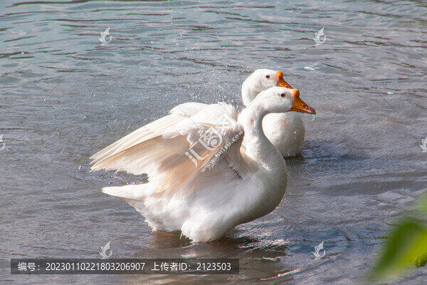 水面嬉戲的白天鵝