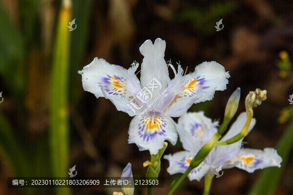 盛開的花朵