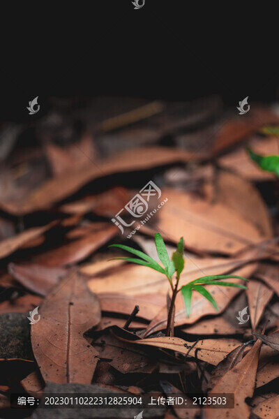 枯葉中的一株小草