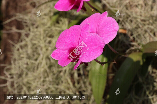 粉色蝴蝶蘭花