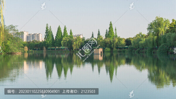 湖面綠色植物倒影