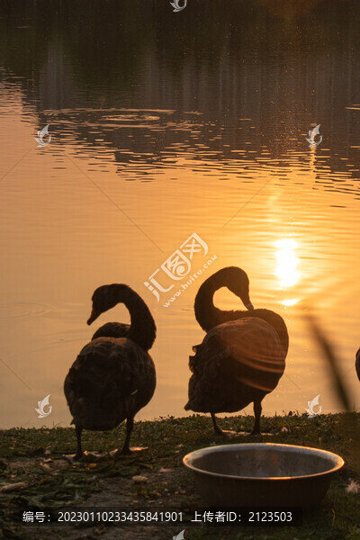湖邊夕陽下的黑天鵝