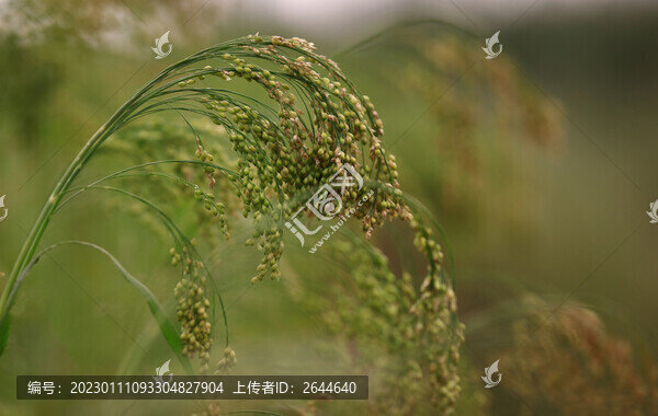 糜子有機黃米