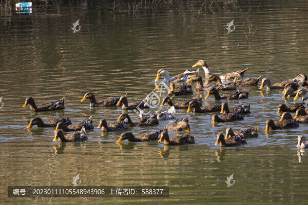 江南農(nóng)家生態(tài)放養(yǎng)鴨子麻鴨