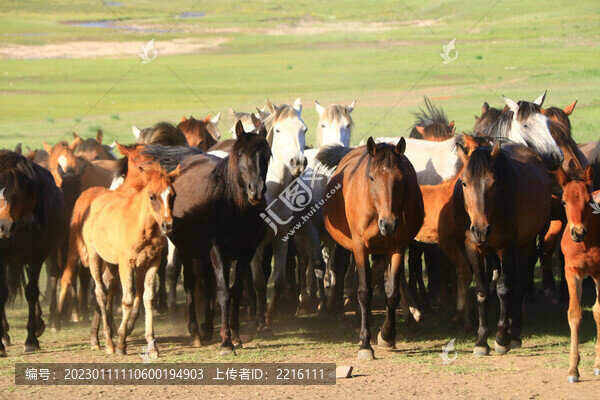 甘肅張掖山丹軍馬場(chǎng)